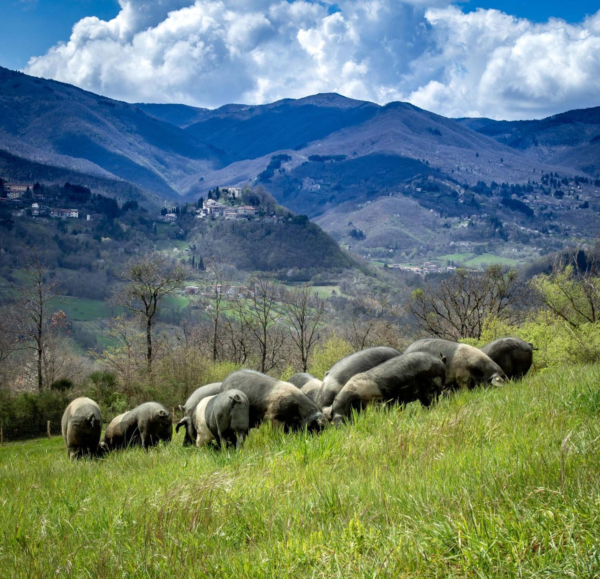 Agriturismo Terra Di Michelangelo Caprese Michelangelo Экстерьер фото