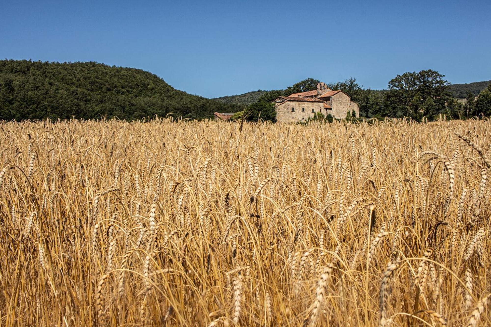 Agriturismo Terra Di Michelangelo Caprese Michelangelo Экстерьер фото