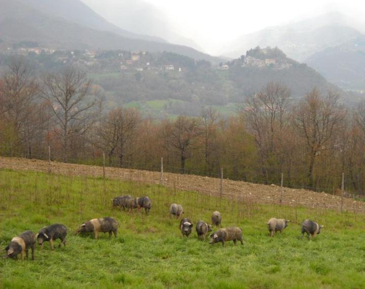 Agriturismo Terra Di Michelangelo Caprese Michelangelo Экстерьер фото